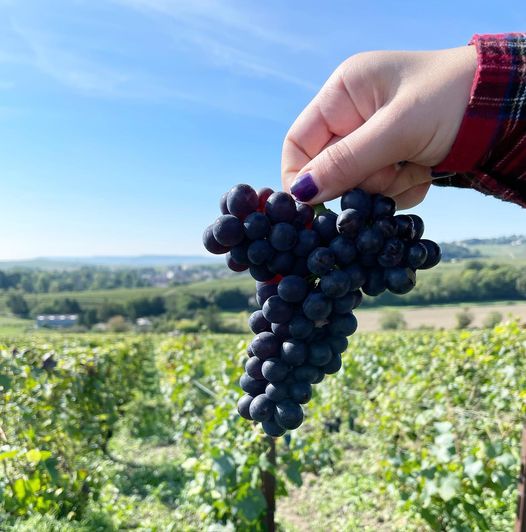 Grape from vineyard