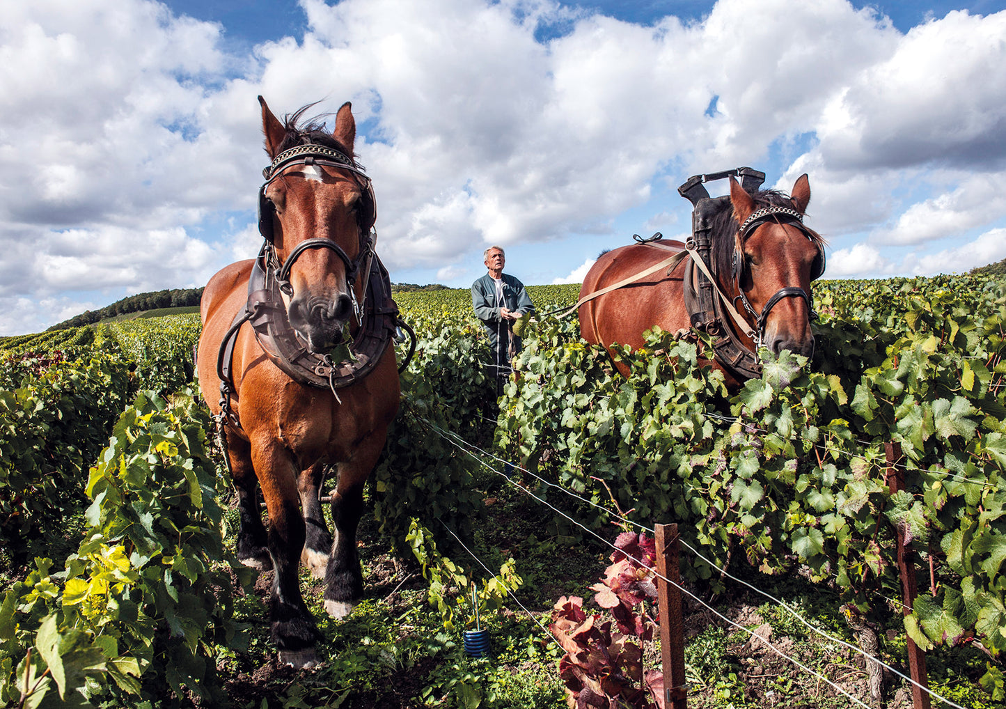 DE_WATERE_VINEYARD_TWIN_HORSES