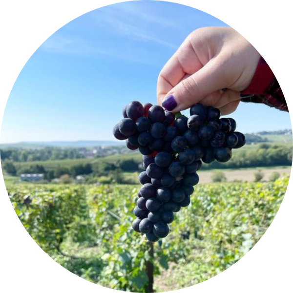 Grapes