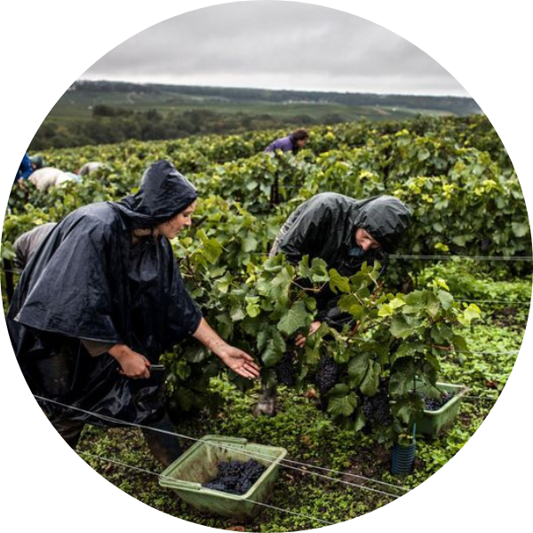 Vineyard