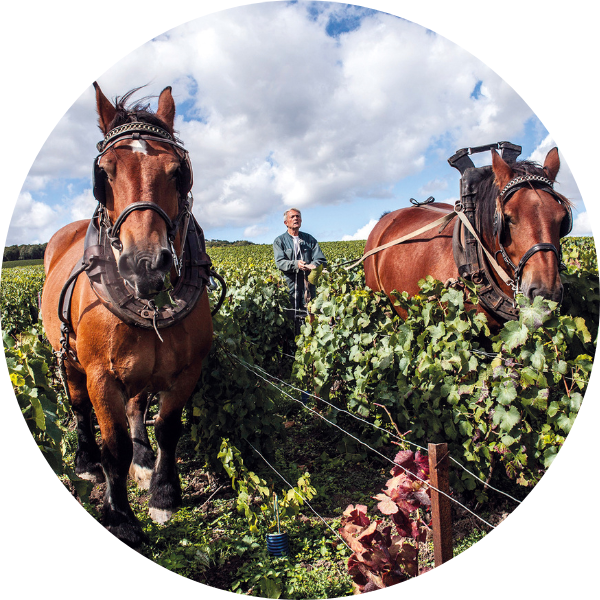 Grapes France De Watere