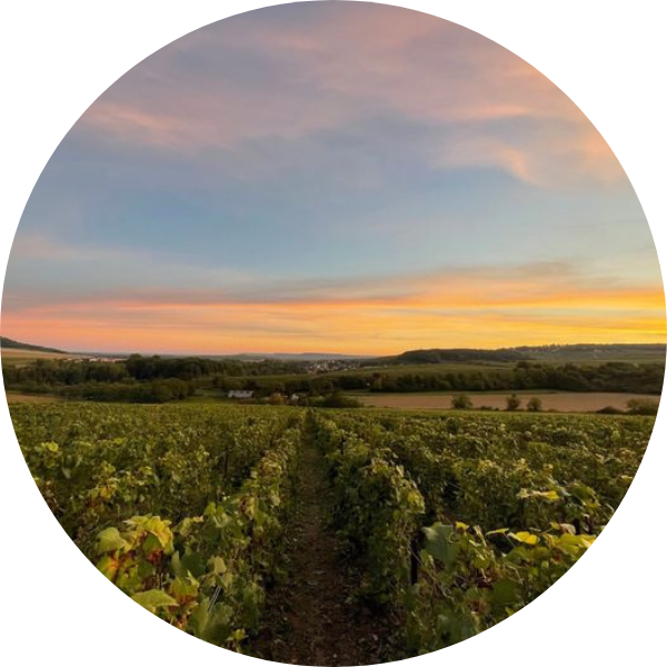 Grapes France